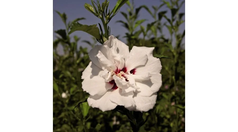 Hibiscus syriacus Plant - Lady Stanley