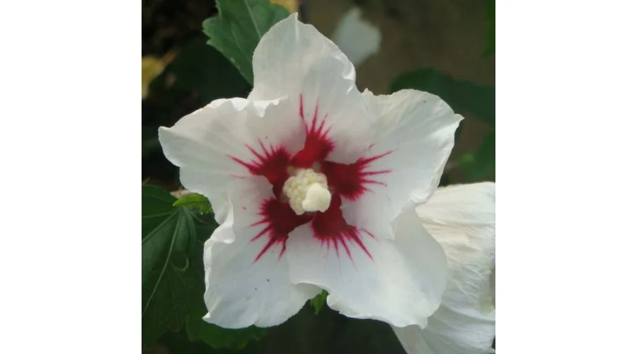 Hibiscus syriacus Plant - Red Heart