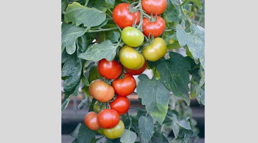 Tomato Seeds - F1 Crimson Crush